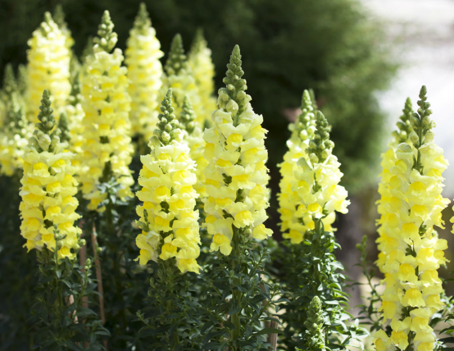 Antirrhinum (gura leului) – sfaturi de cultivare