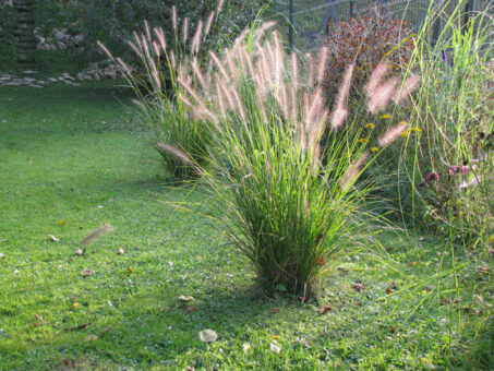 Ierburi decorative in gradina