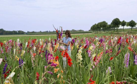 Colecția de gladiole