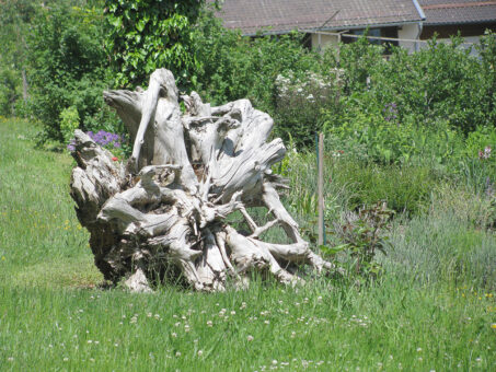 Puncte de interes in gradina