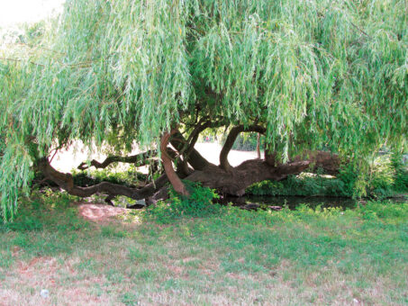 Linii fluide – te cuceresc prin simplitate!