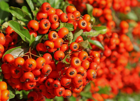 5 tufe cu fructe decorative pentru garduri vii