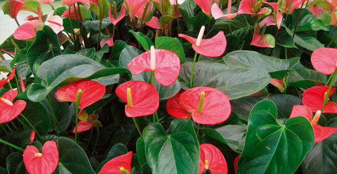 Plante de interior care elimina toxinele din jur