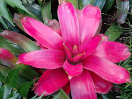 Bromeliile – secretele îngrijirii unor plante exotice