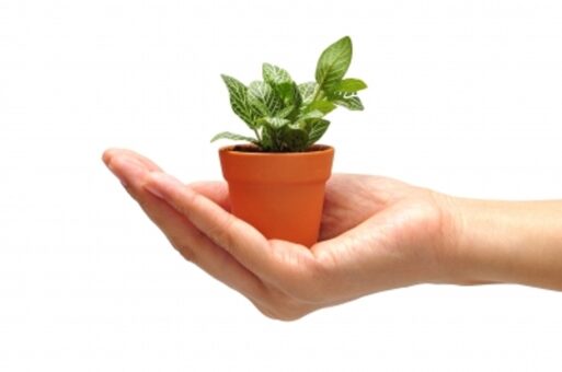 Pregatirea plantelor pentru iernat