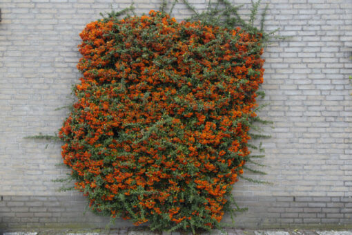Pyracantha, vedetă în grădina toamnei