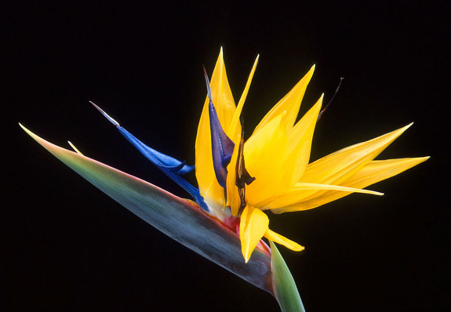 Strelitzia, o floare ca din paradis