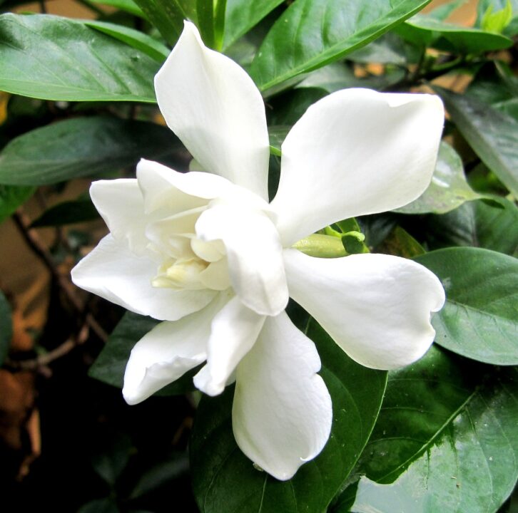 Gardenia, sfaturi de îngrijire