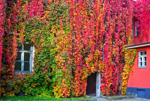 Iedera canadiană, un paravan vegetal
