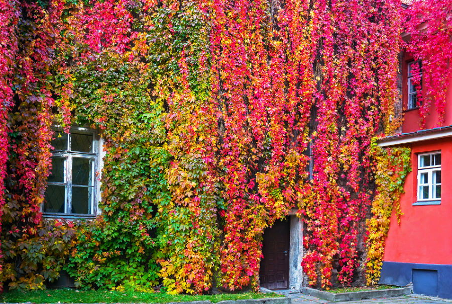 Iedera canadiană, un paravan vegetal