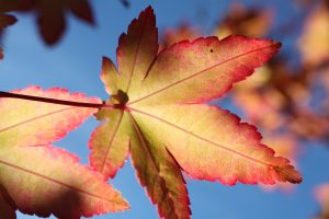 frunze uscate, toamana, frunza colorata in galben