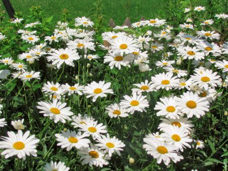 Flori frumoase in gradina mult timp II