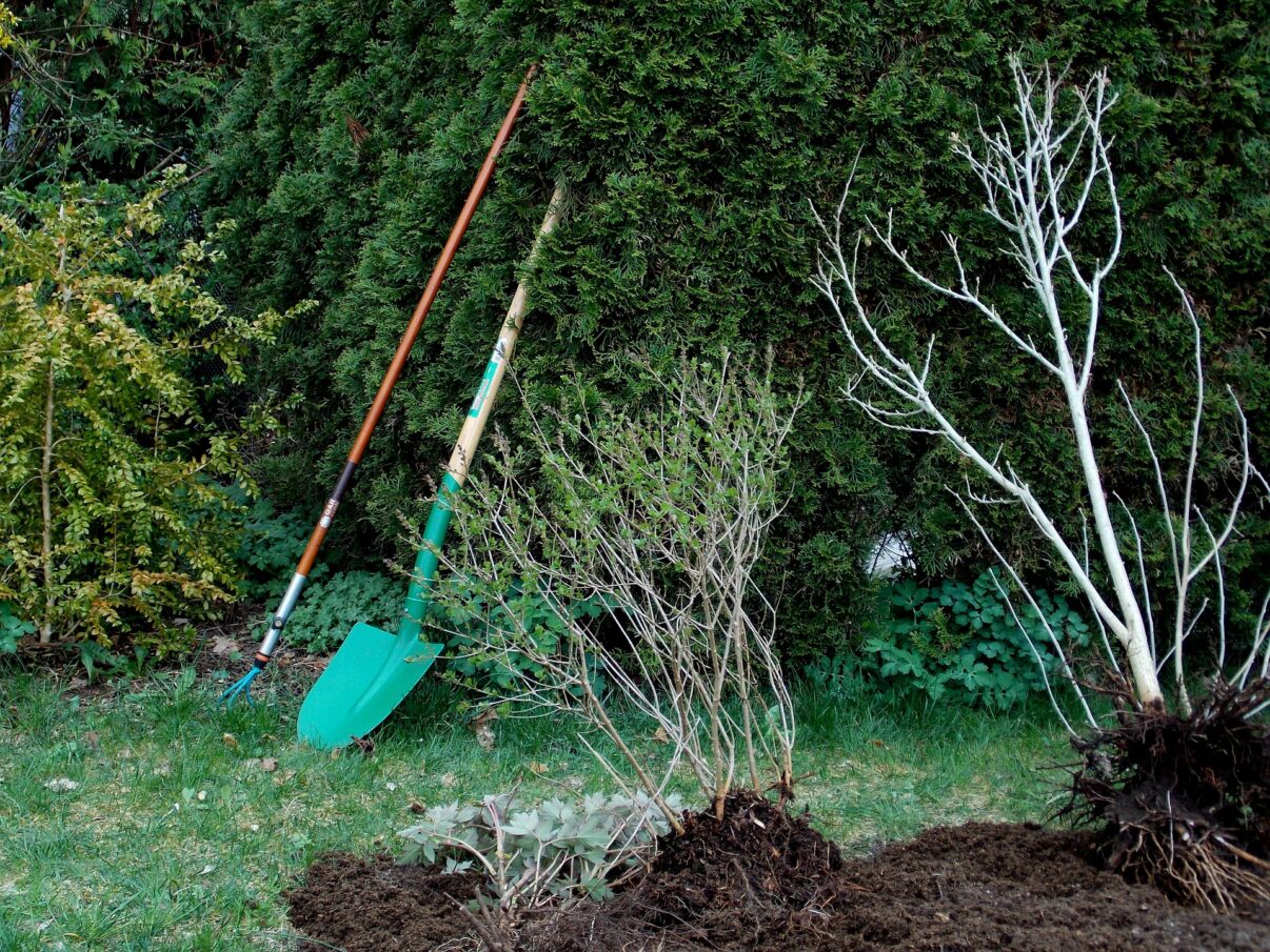 Noiembrie, perioada ideala pentru plantare