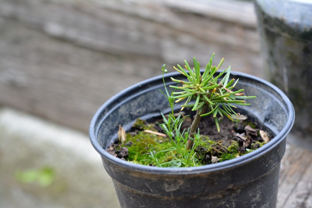 plantare (2)