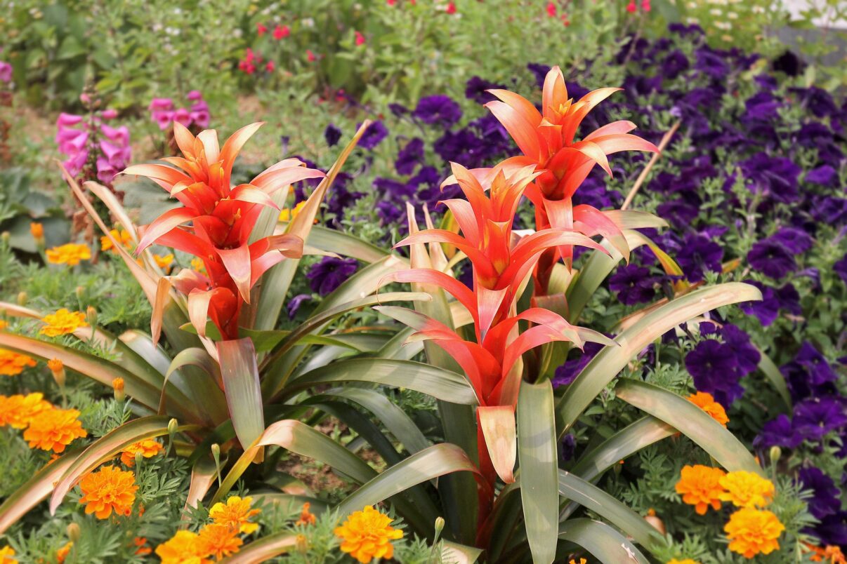 Guzmania se îngrijește ușor și se udă cu măsură
