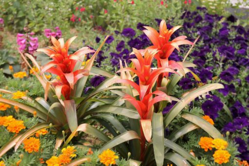 Guzmania se îngrijește ușor și se udă cu măsură