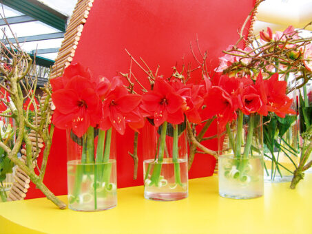 Flori de Hippeastrum minunate