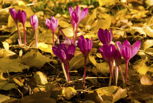 Colchicum – cele mai frumoase și sănătoase flori