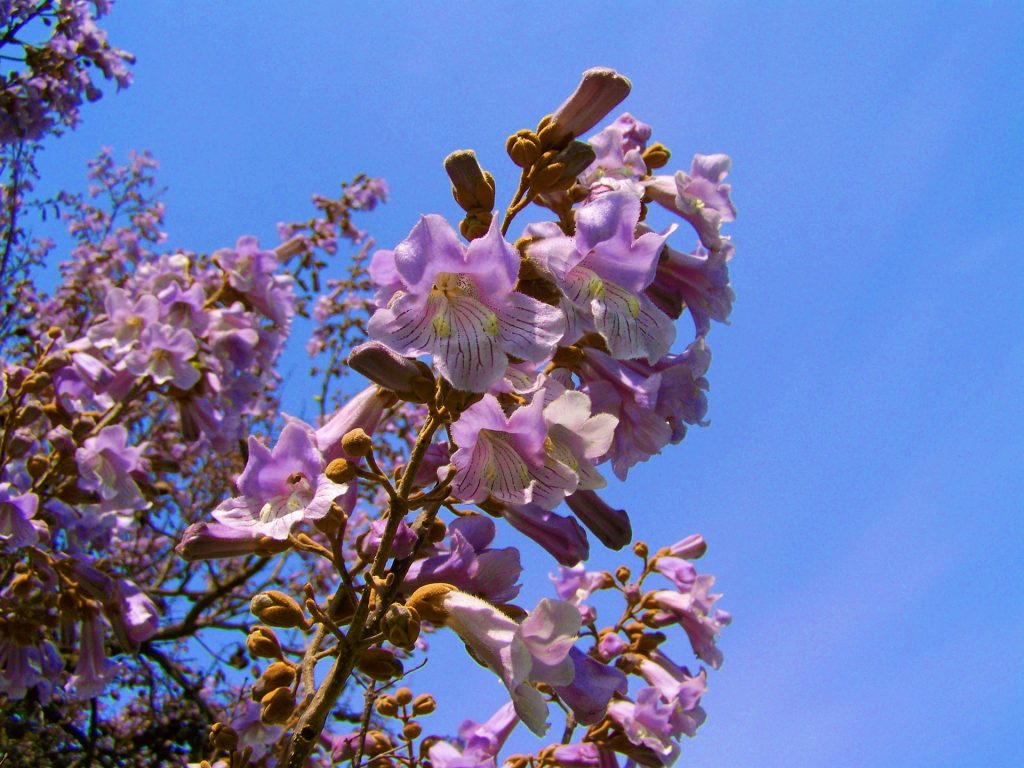 Paulownia
