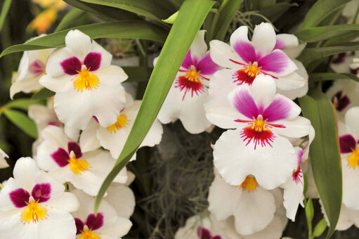 Orhidee și bromelii