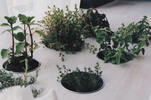 plante aromatice
