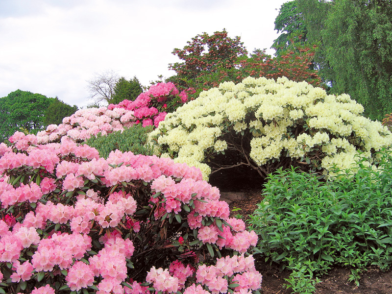 rododendroni diverse culori