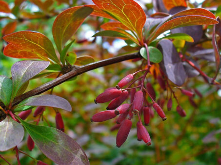Berberis, plantă decorativă și aromatică