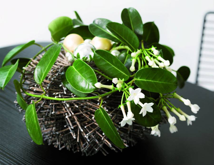 5 plante parfumate pentru casa ta