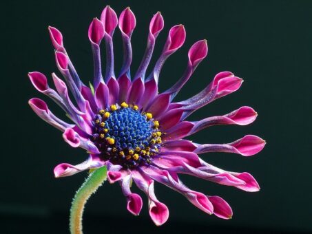 Margareta africana, ruda exotica cu floarea soarelui