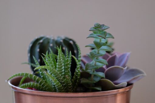 Trei sfaturi pentru plantele din casa, iarna
