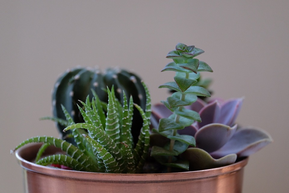 Trei sfaturi pentru plantele din casa, iarna