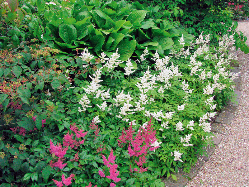 astilbe albe si roz