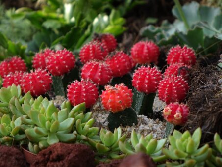 Cactusii colorati, o demonstratie de frumusete