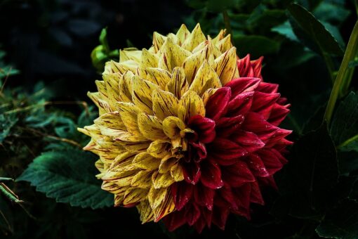 Plantele in legende si superstitii