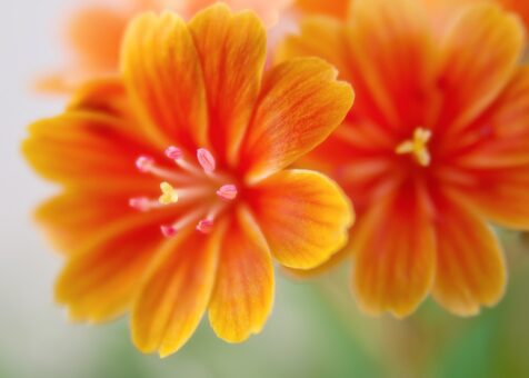 Lewisia, mica minune colorata din casa ta