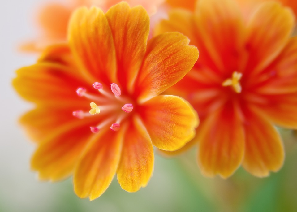 Lewisia, mica minune colorata din casa ta