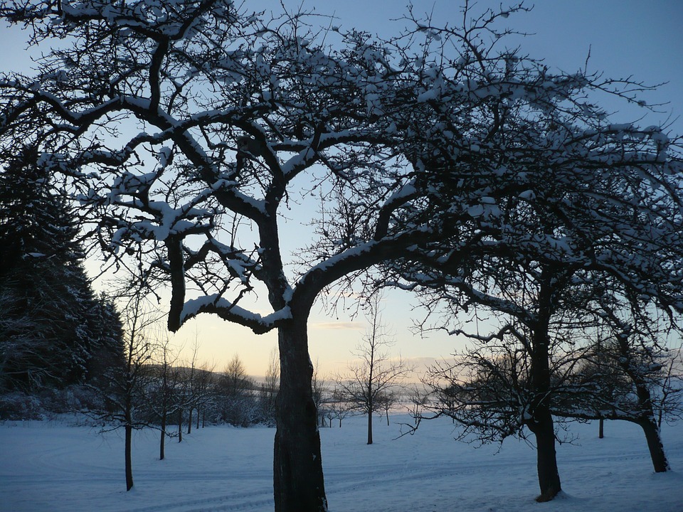 Lucrări în luna ianuarie pentru pomii fructiferi
