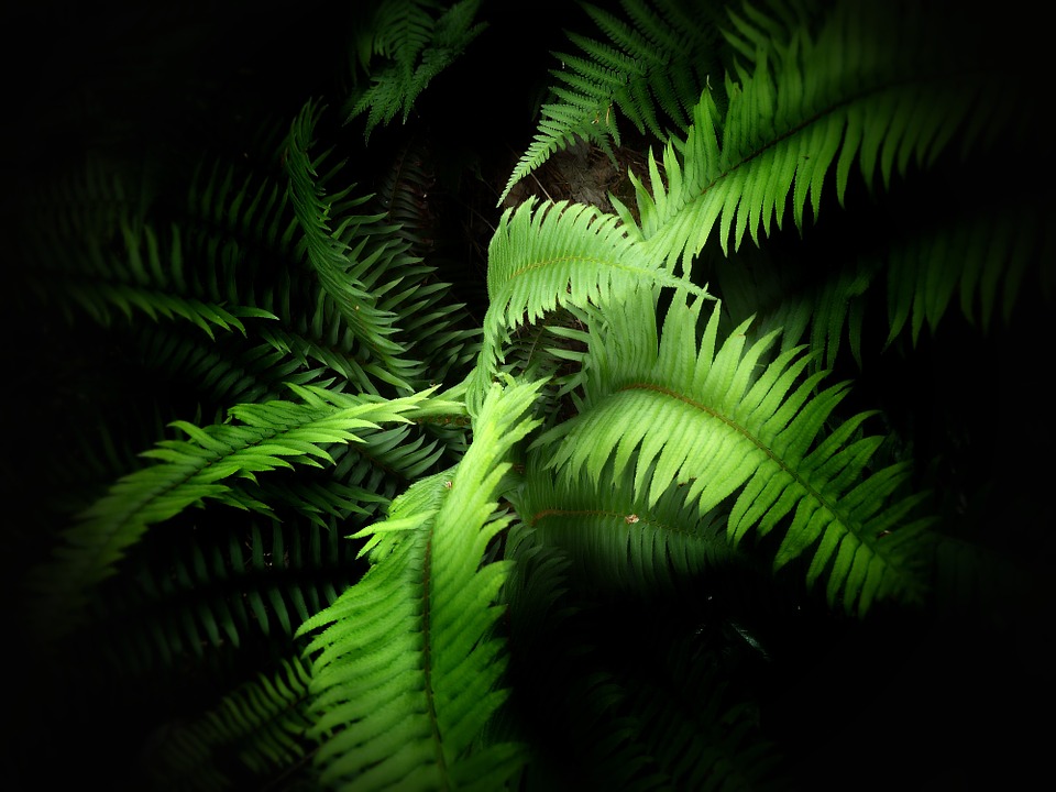 Plante vampiri energetici