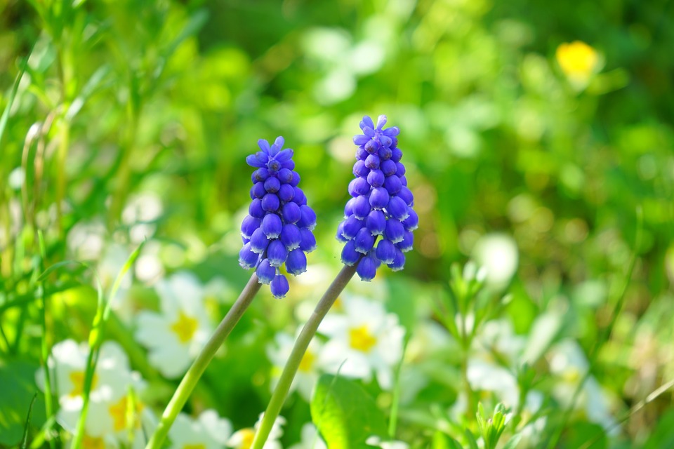 Zambila struguras printre primele flori ale primaverii