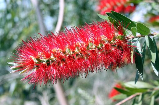 Bottlebrush sau peria de sticle, o planta deosebita