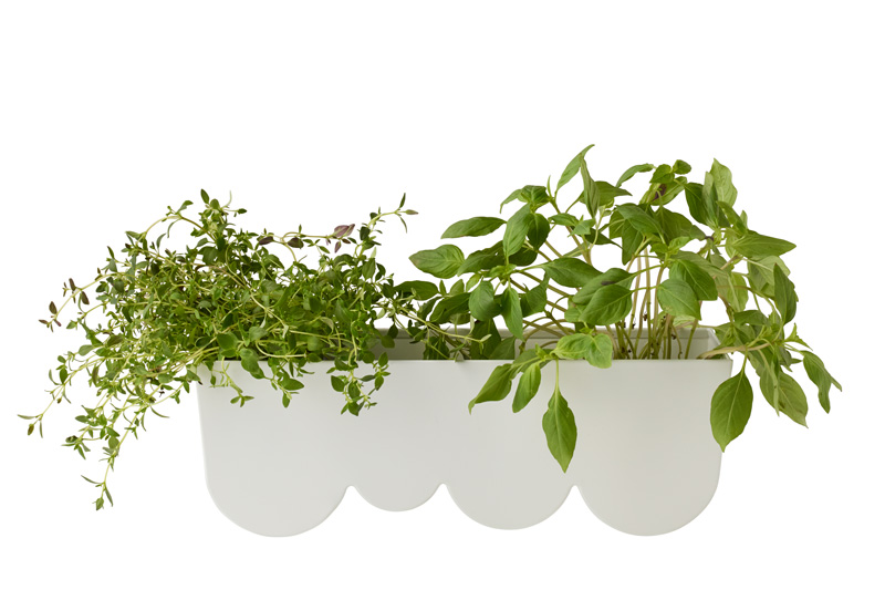 Pereti cu plante