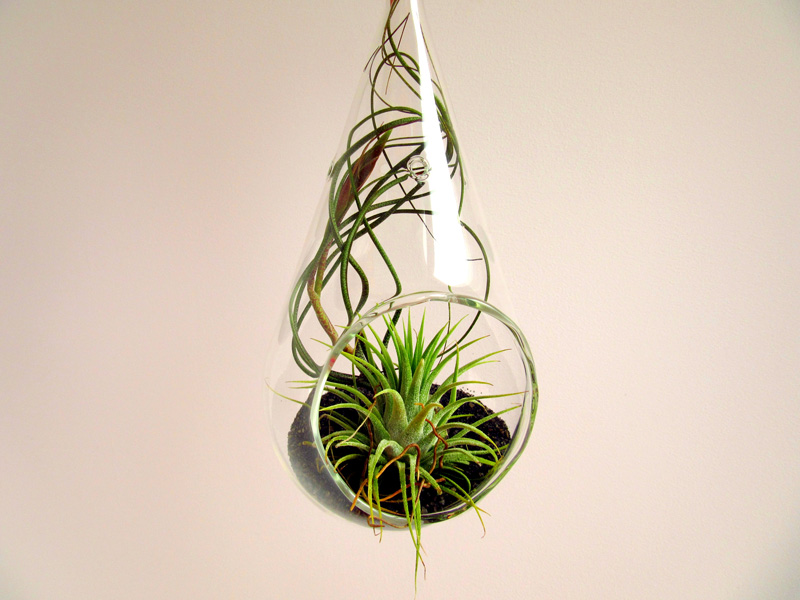 Pereti cu plante