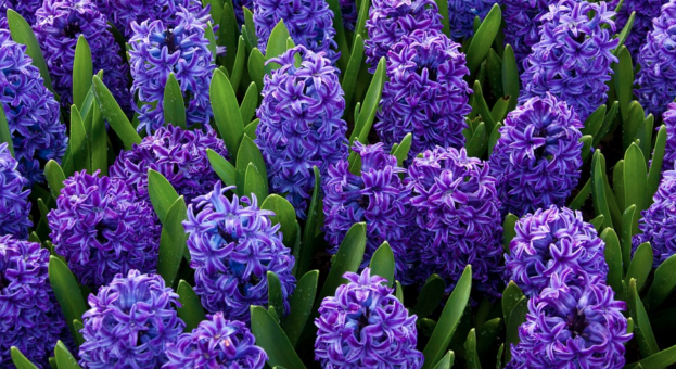 Să ne bucurăm de florile de primăvară! 