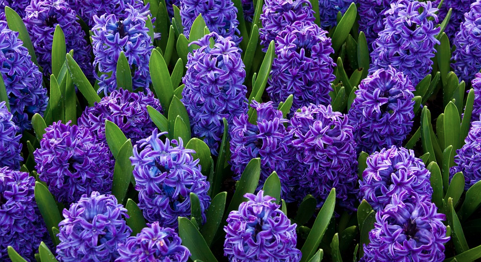 Să ne bucurăm de florile de primăvară! 
