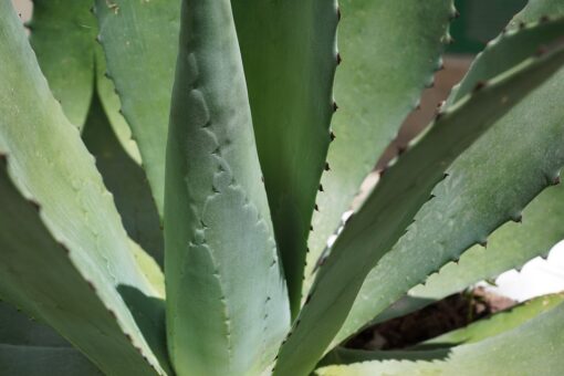 Agave. Detalii si ingrijire