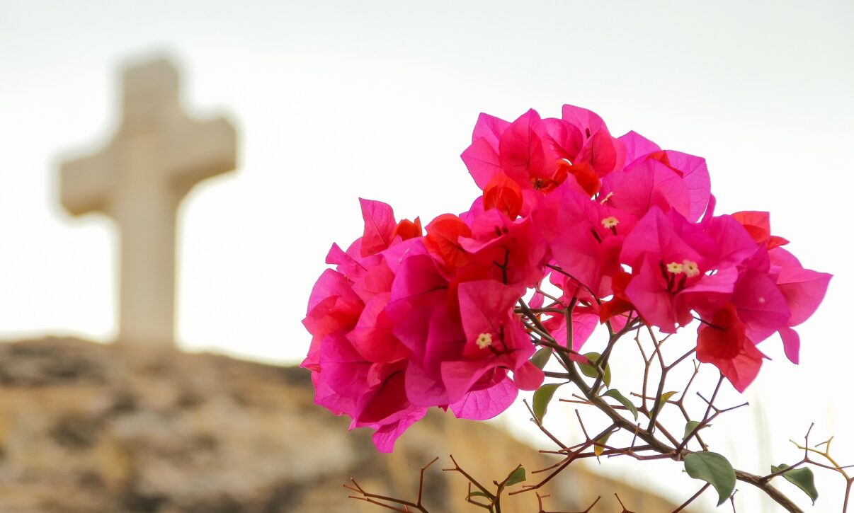 Bougainvillea, floarea de hârtie