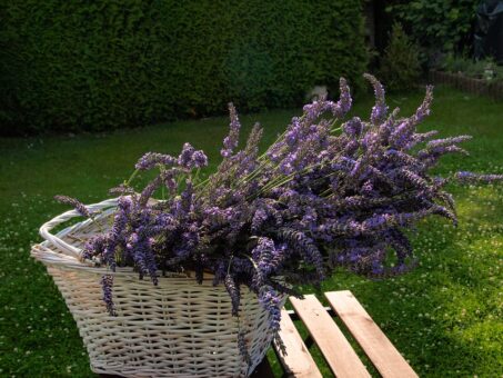 Ce nu stiai despre lavanda si cateva detalii in plus