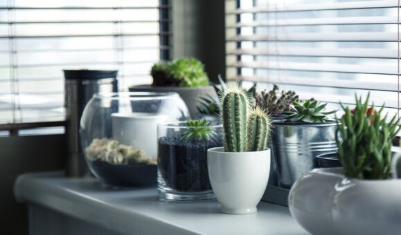 Plante usor de ingrijit