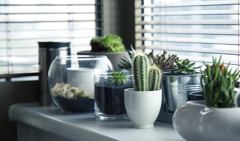 Plante usor de ingrijit