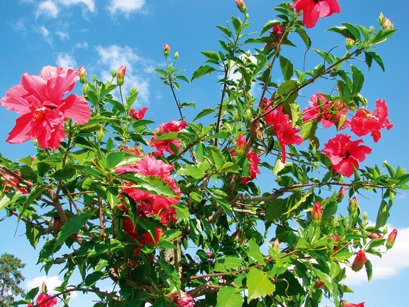 trandafir chinezesc, hibiscus